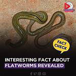When Did Flatworms Appear?