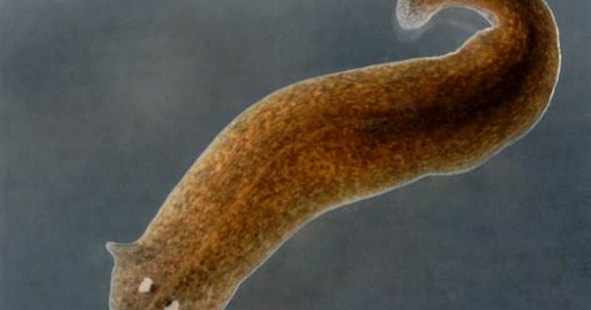 When Did Flatworms First Appear?
