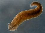 When Did Flatworms First Appear?