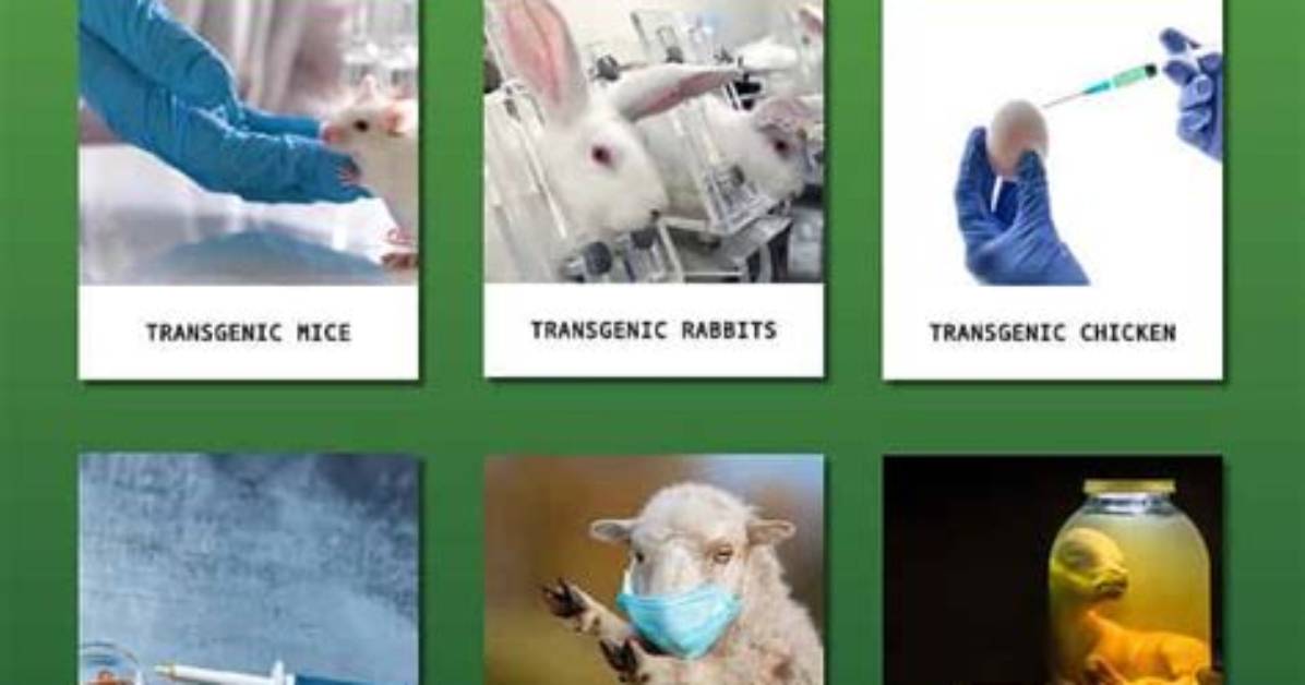 When Did Genetically Modified Animals Begin?