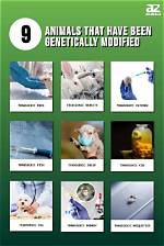 When Did Genetically Modified Animals Begin?