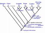 When Did Heterospory Evolve?