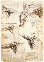 When Did Human Dissections Begin?