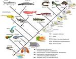When Did Jawless Fish Evolved?