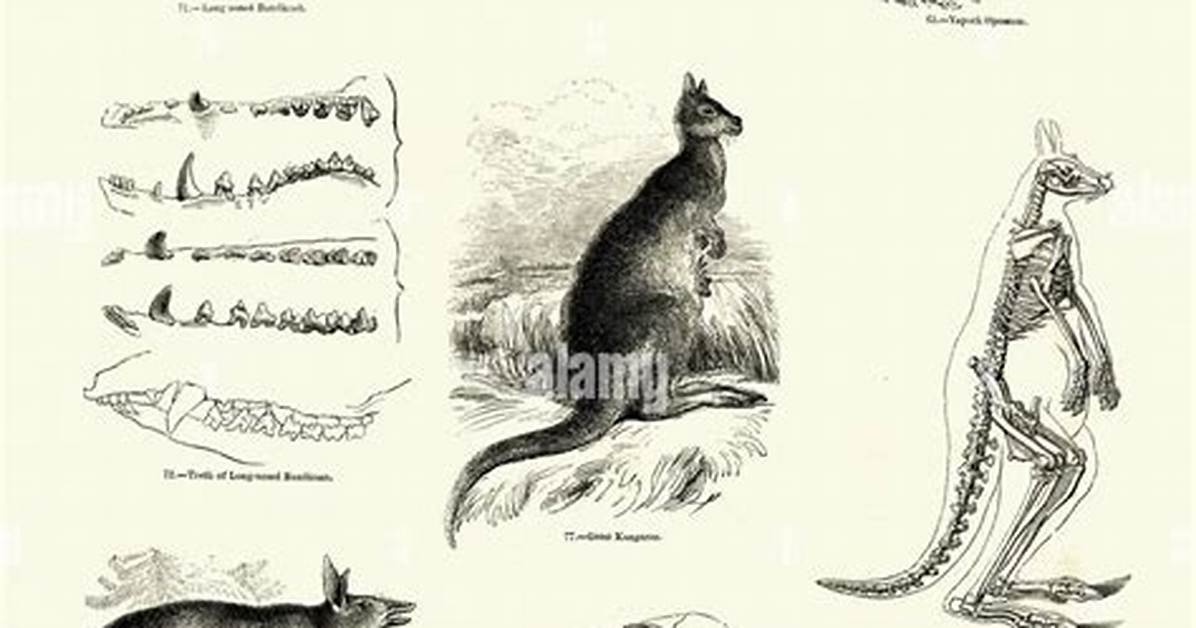When Did Kangaroos Evolve?