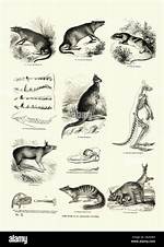When Did Kangaroos Evolve?