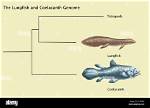 When Did Lungfish Evolve?