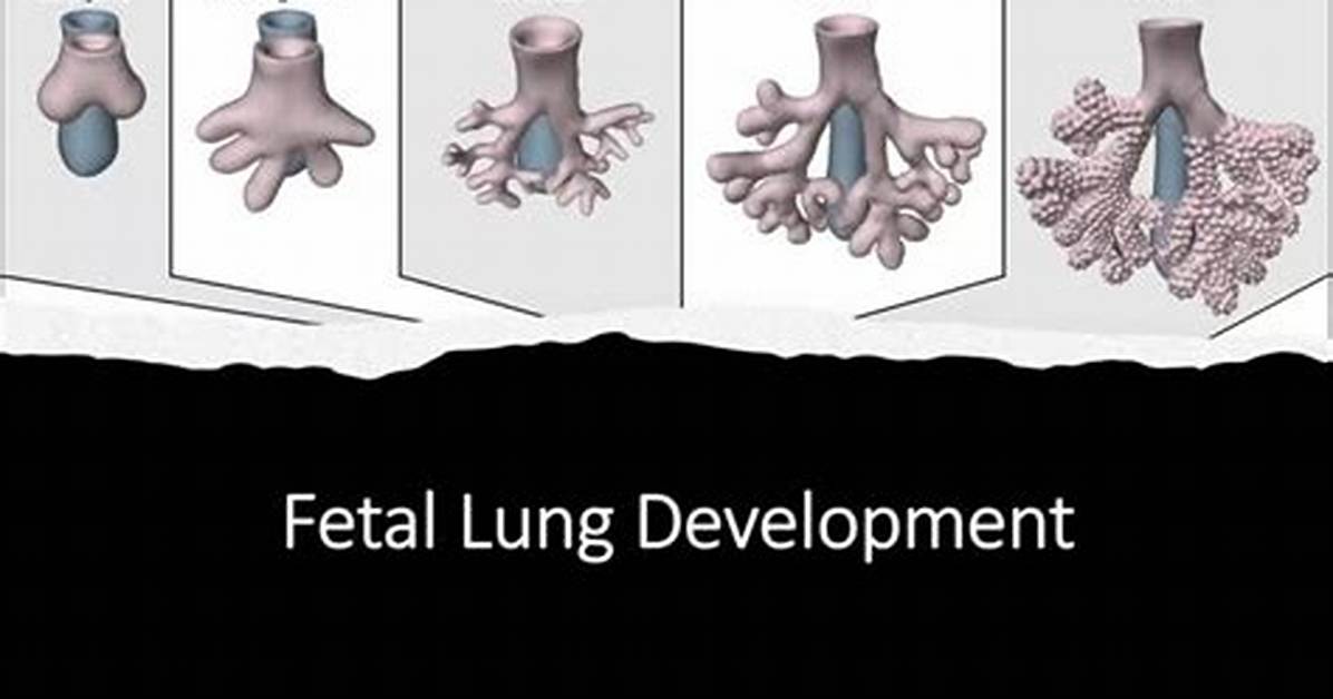 When Did Lungs Develop