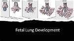 When Did Lungs Develop