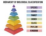 When Did Phylum Begin?