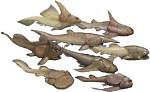 When Did Placoderms Go Extinct?