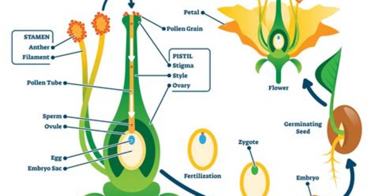 When Did Pollen Evolve?