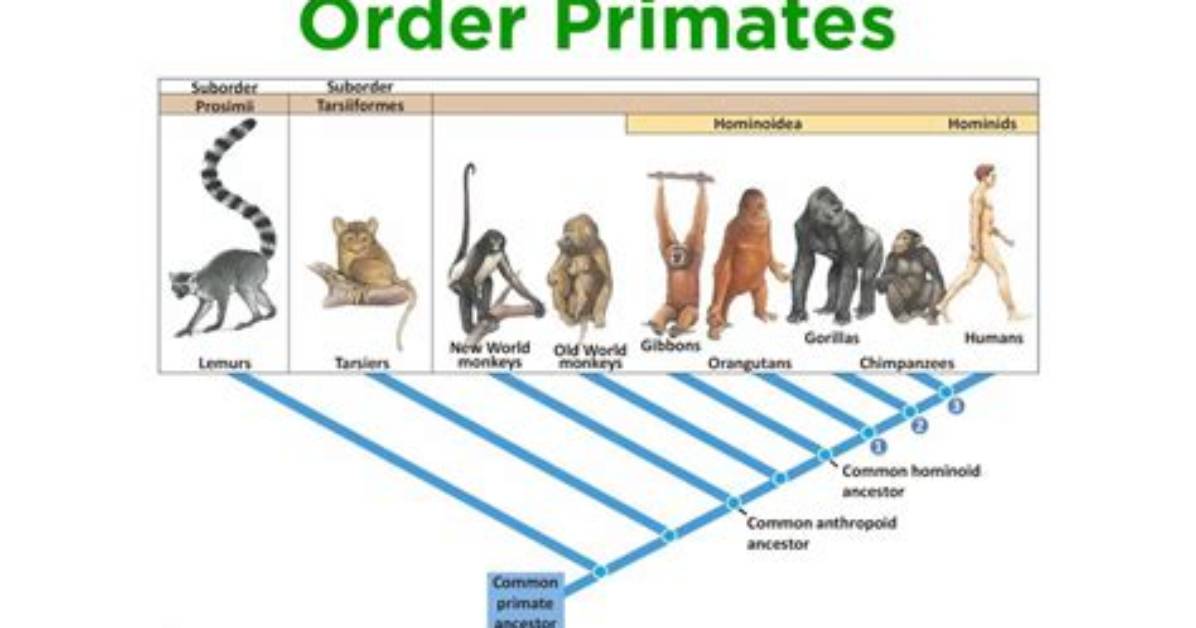 When Did Primates Appear?