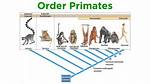 When Did Primates Appear?