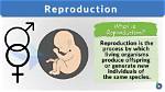 When Did Procreation Evolve?