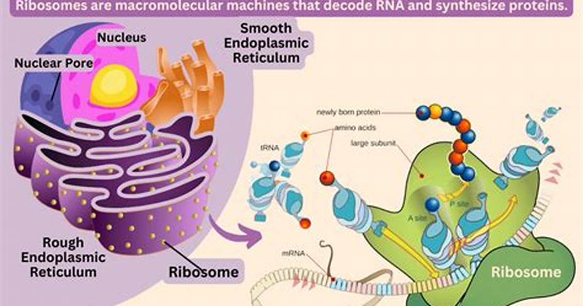 When Did Ribosomes Evolve?