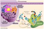 When Did Ribosomes Evolve?