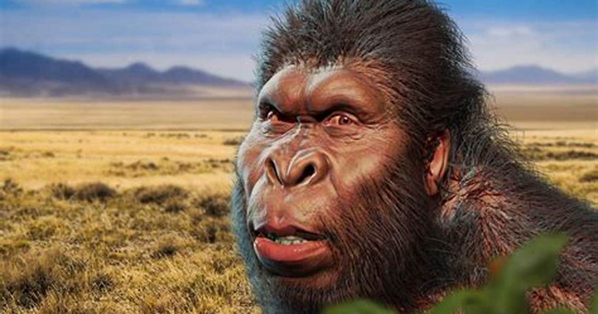 When Did Robustus Live?
