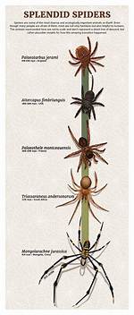 When Did Spiders First Appear?