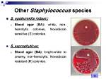 When Did Staphylococcus Start?
