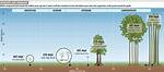 When Did Trees First Appear?