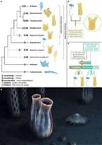 When Did Tunicates Evolve?