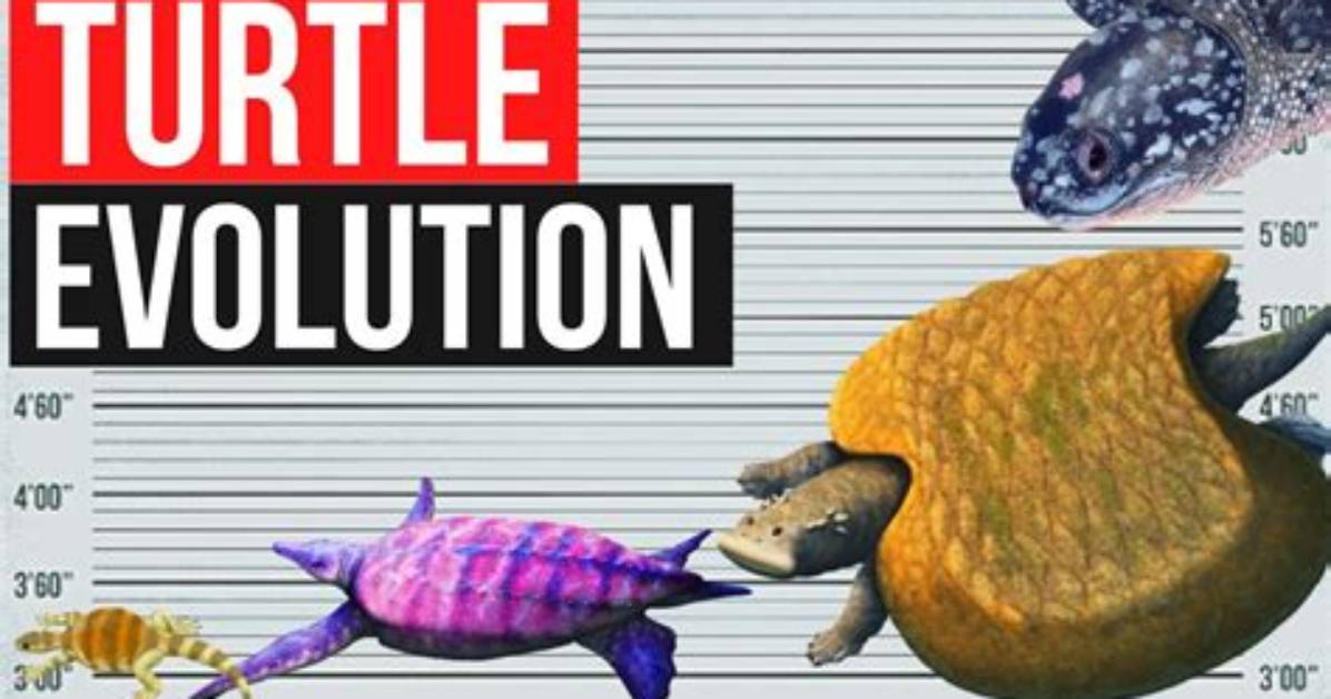 When Did Turtles First Appear?