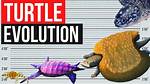 When Did Turtles First Appear?