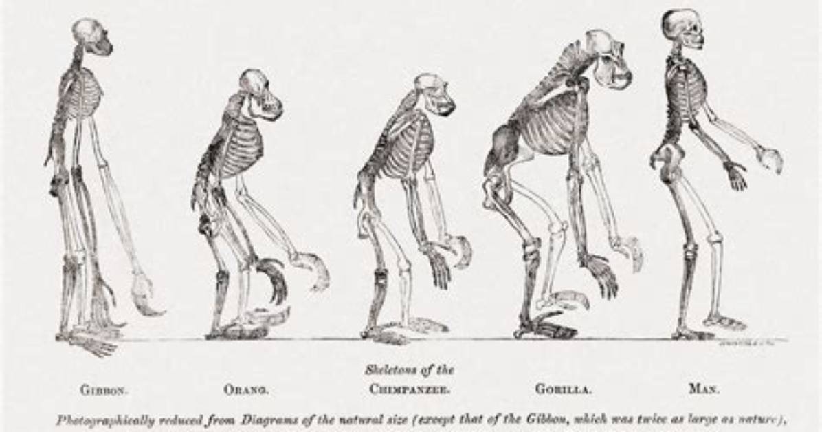 When Did Upright Walking Evolve?
