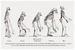 When Did Upright Walking Evolve?