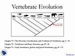 When Did Vertebrates Evolve?