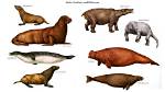 When Did Walruses Evolved?