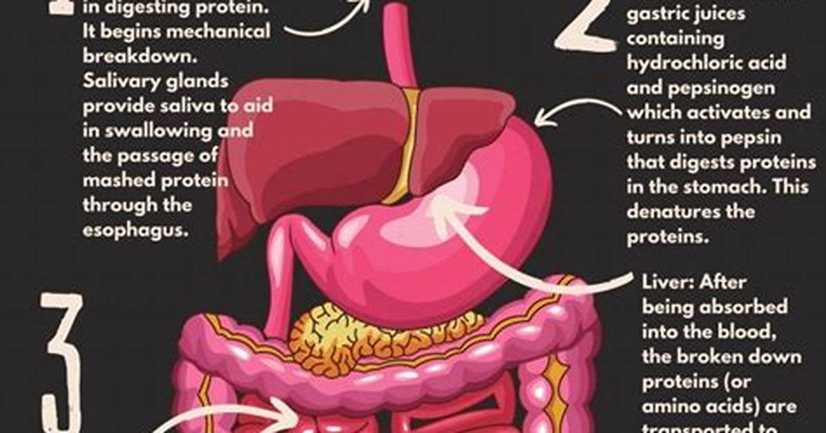 When Digested Proteins Are Broken Down into?