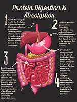 When Digested Proteins Are Broken Down into?