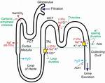 When Diuretics Stop Working?