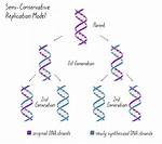 When Dna Replicates Semiconservatively What Does That Mean?