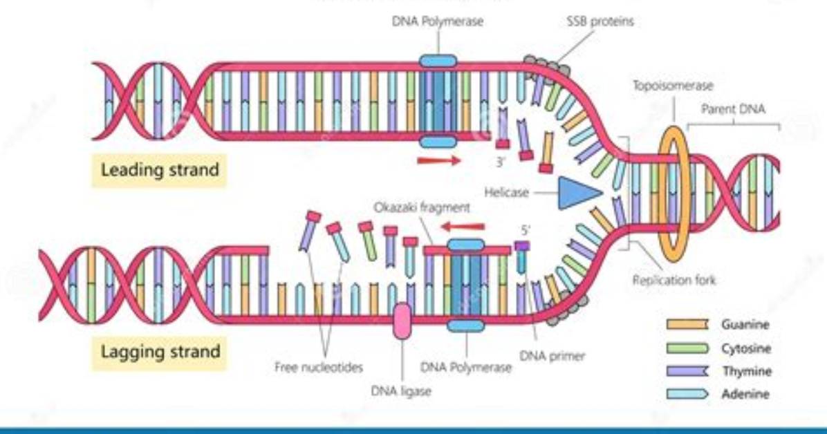 When Dna Replication Occurs?