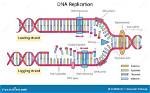 When Dna Replication Occurs?