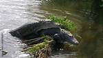 When Do Alligators Mate?