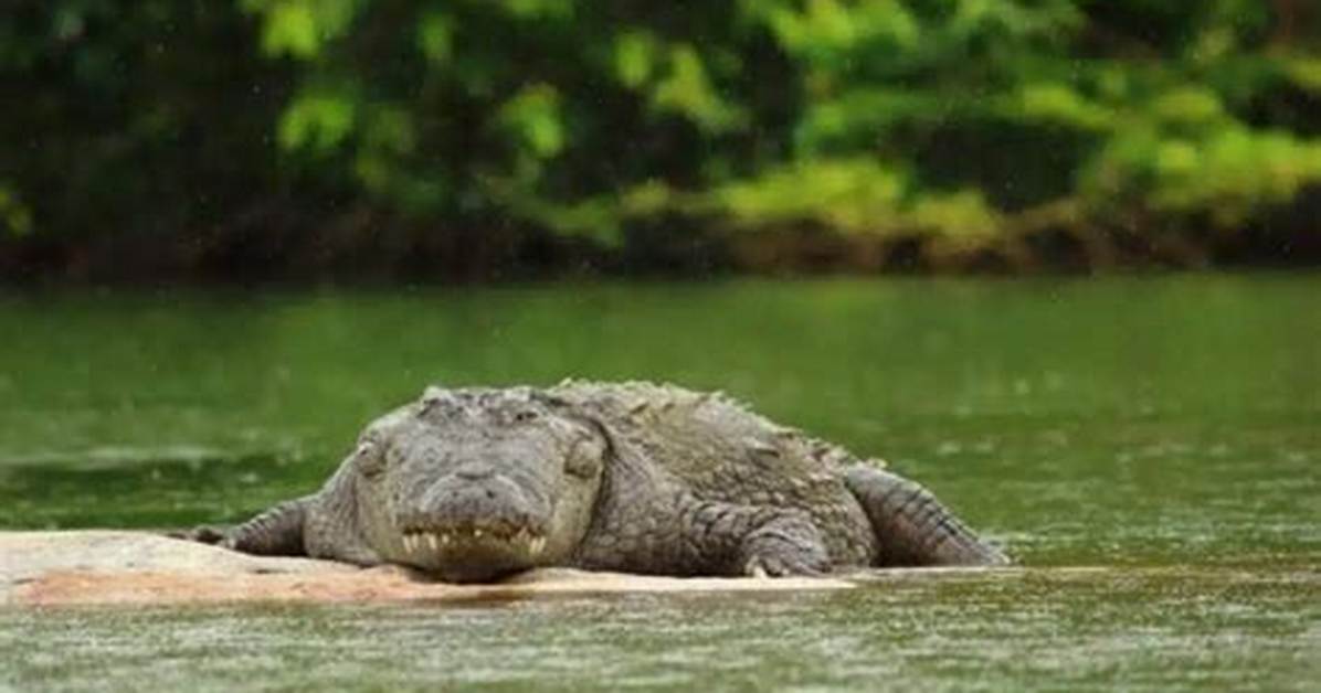 When Do Alligators Sleep?
