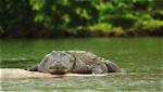 When Do Alligators Sleep?