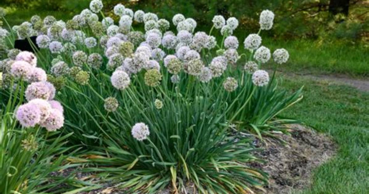 When Do Alliums Bloom?