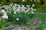 When Do Alliums Bloom?