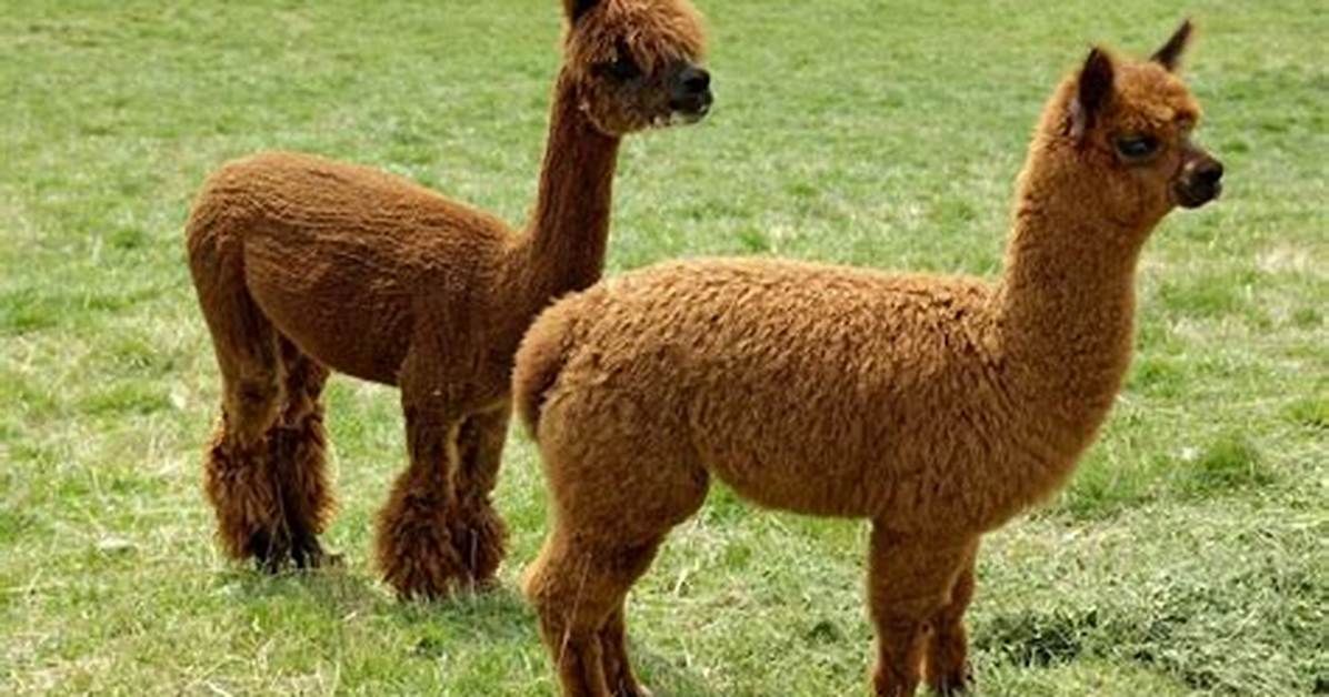 When Do Alpacas Breed?