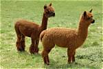 When Do Alpacas Breed?