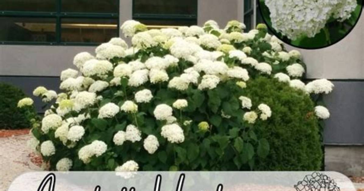 When Do Annabelle Hydrangeas Bloom?