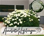 When Do Annabelle Hydrangeas Bloom?