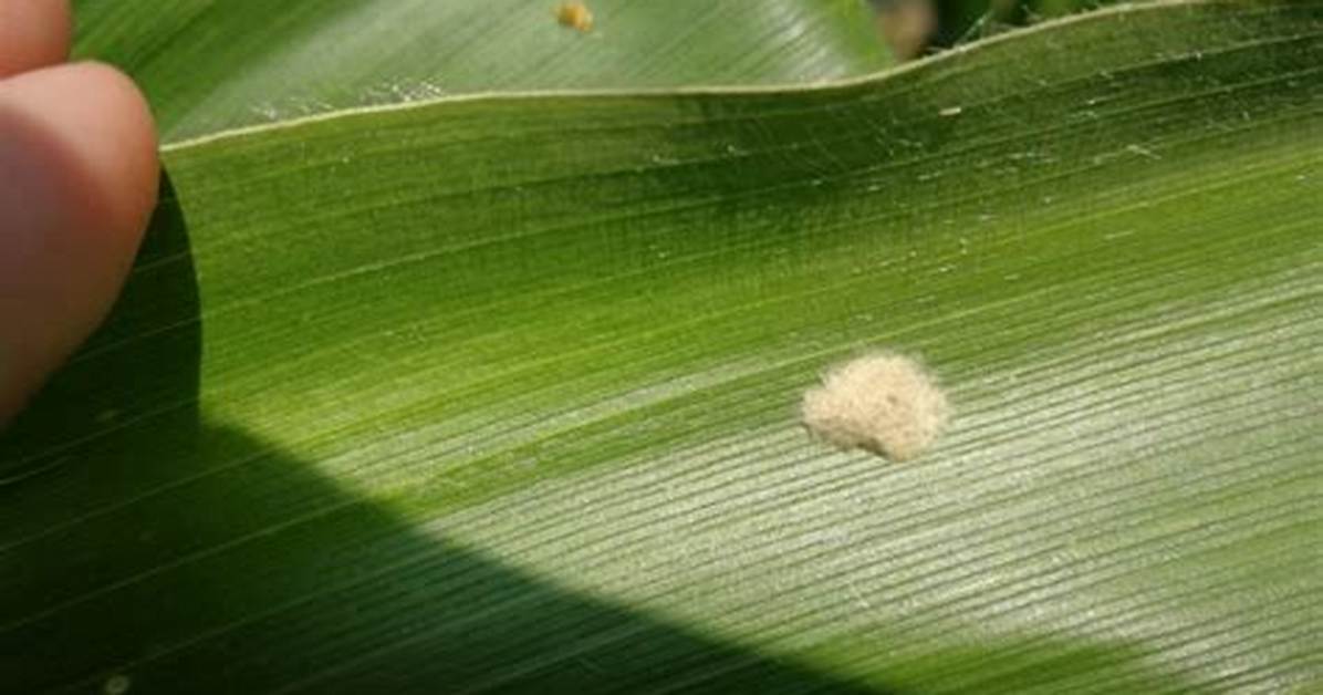 When Do Armyworm Lay Eggs?