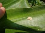 When Do Armyworm Lay Eggs?