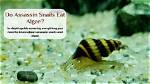 When Do Assassin Snails Eat?